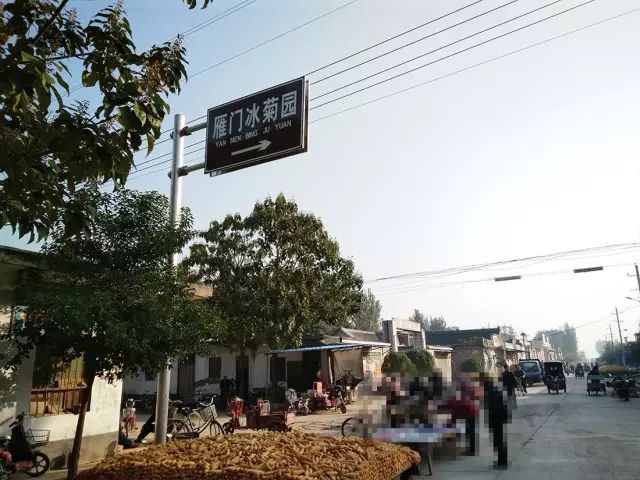 如何找到云臺冰菊？怎樣找到云臺冰菊？